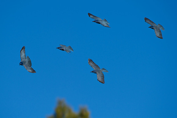 Pinyon Jay