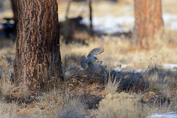 Pinyon Jay