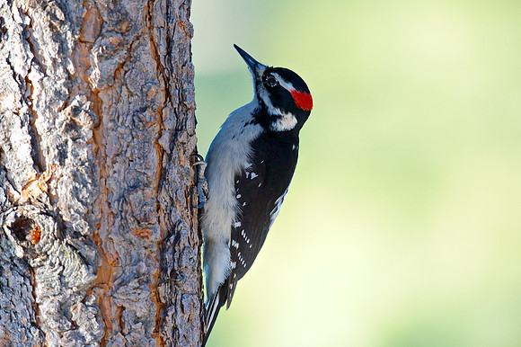 Hairy Woodpecker