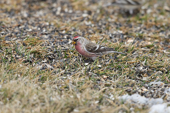 Common Redpoll