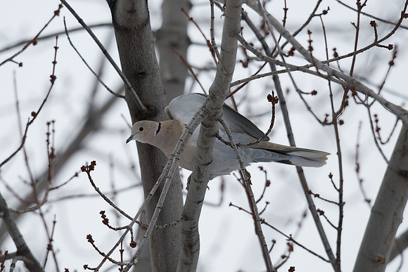 Eurasian Collared-Dove