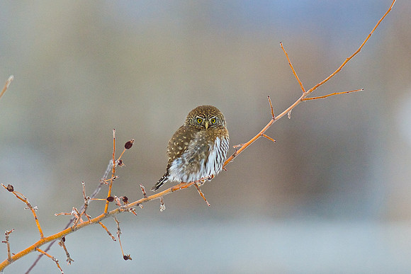 Northern Pygmy Owl
