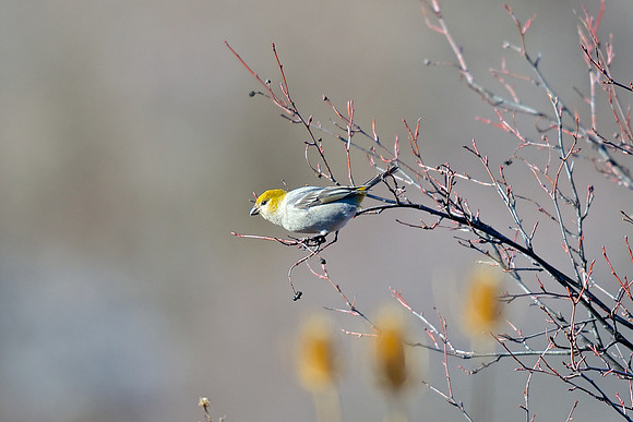Pine Grosbeak