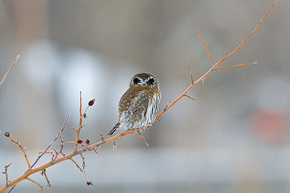 Northern Pygmy Owl