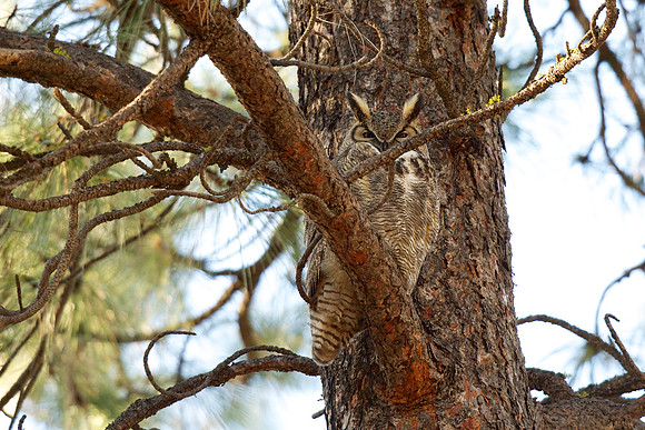 Great Horned Owl