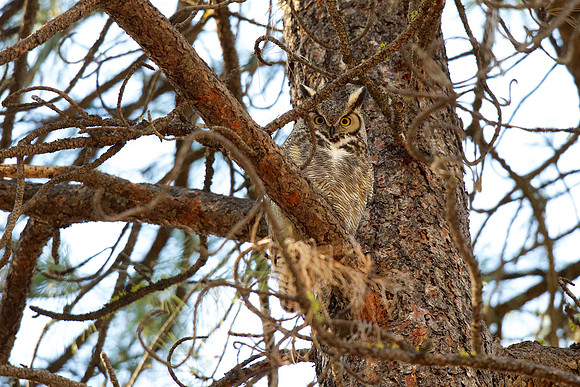 Great Horned Owl