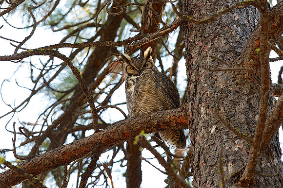 Great Horned Owl