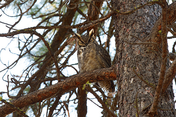 Great Horned Owl