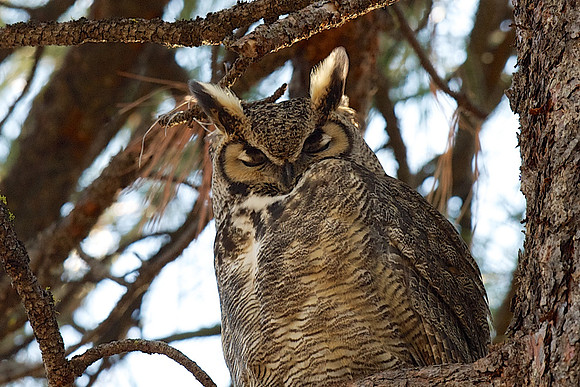 Great Horned Owl