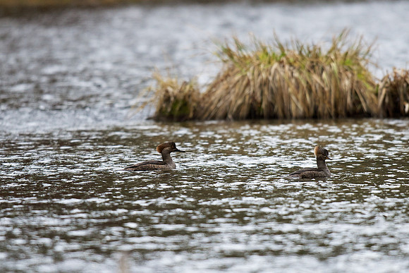 Hooded Merganser (female)