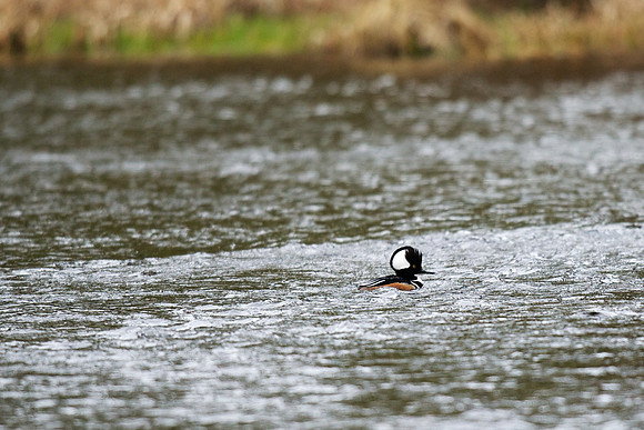 Hooded Merganser