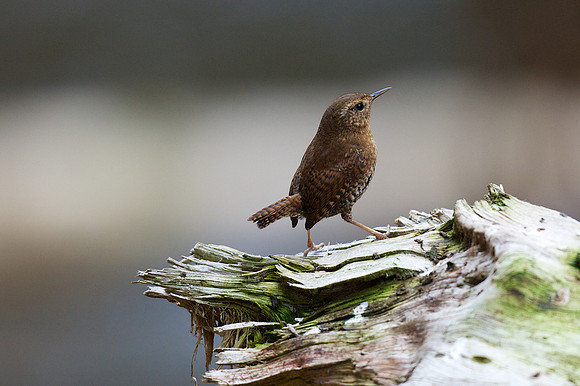Pacific Wren (fka Winter Wren)