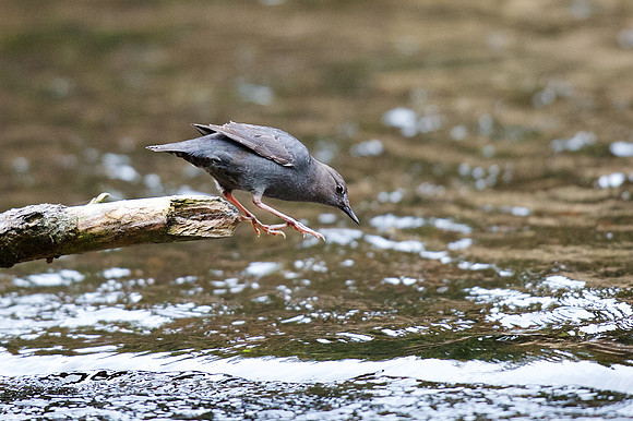 American Dipper