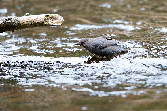American Dipper