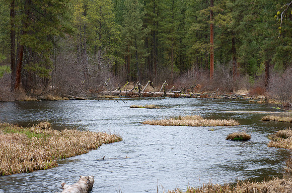 Near the headwaters of the Metolius