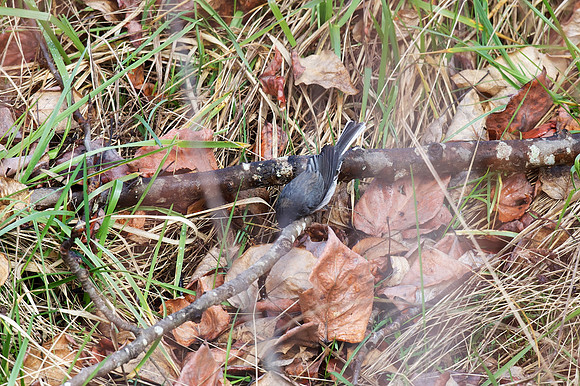 Slate-colored Junco?