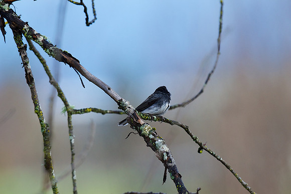 Slate-colored Junco?