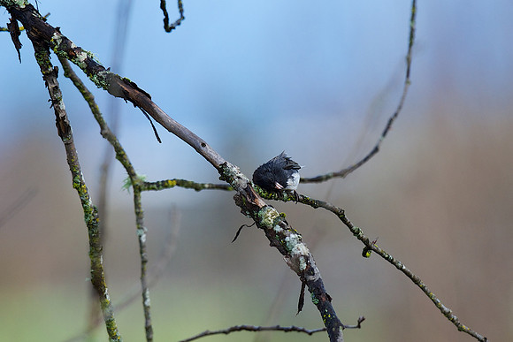 Slate-colored Junco?