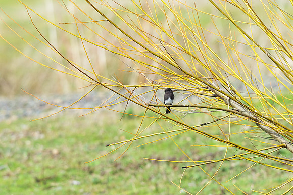 Black-Phoebe