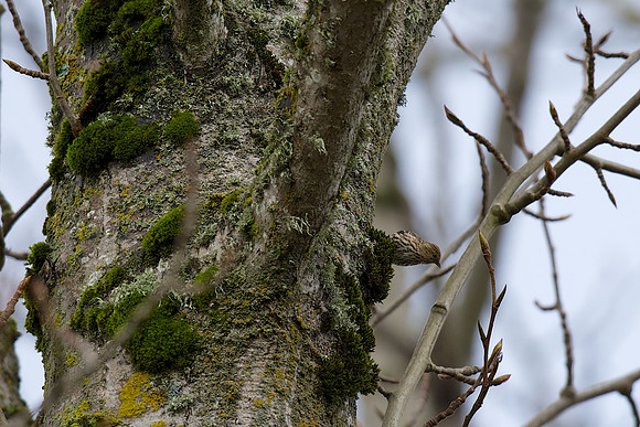 Pine Siskin