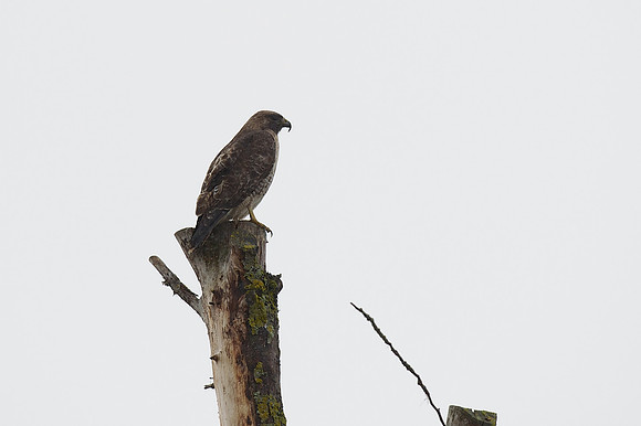 Odd-billed Red-tailed Hawk