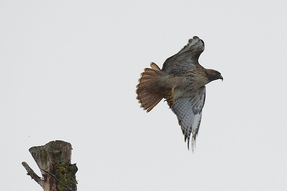 Odd-billed Red-tailed Hawk