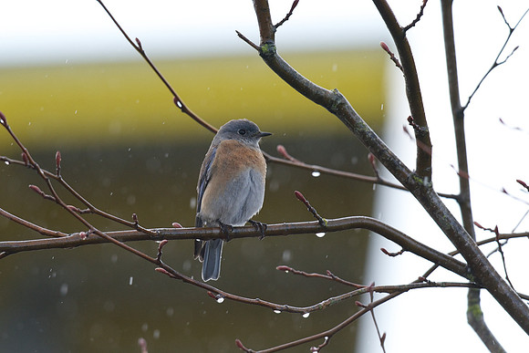 Western Bluebird