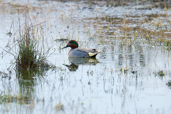 Green-winged Teal