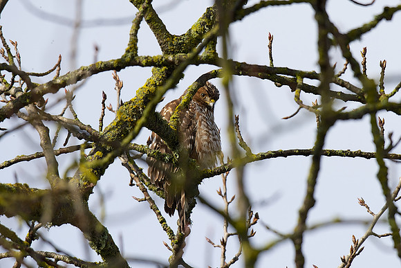 Red-shouldered Hawk