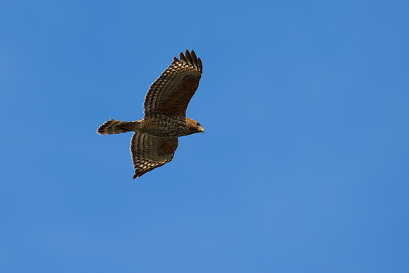 Red-shouldered Hawk