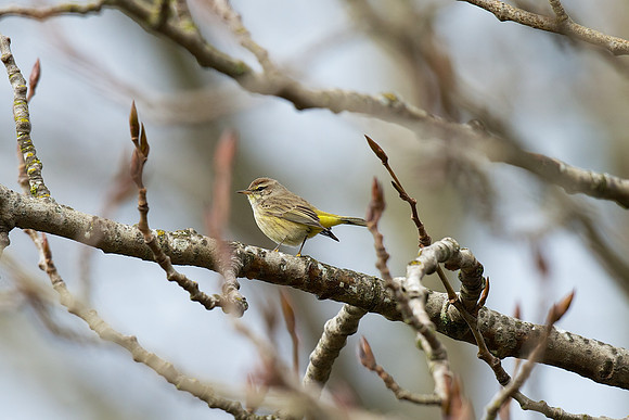Palm Warbler
