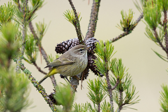 Palm Warbler