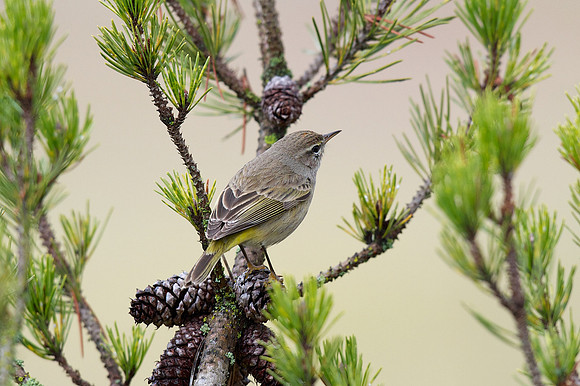Palm Warbler