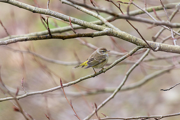 Palm Warbler