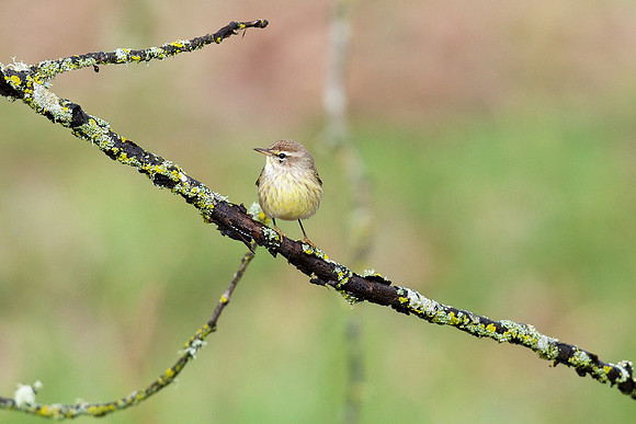 Palm Warbler