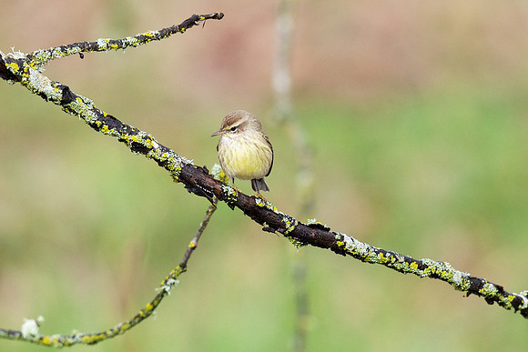 Palm Warbler