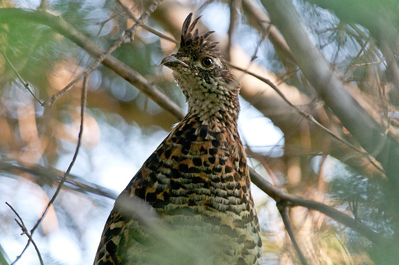 Ruffed Grouse