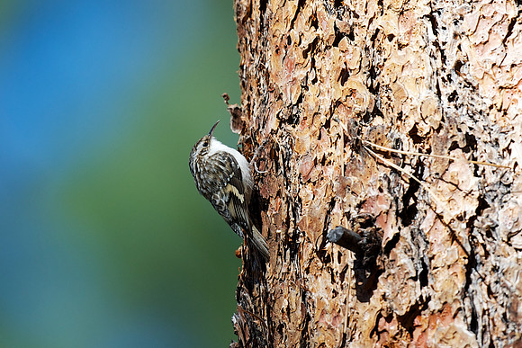 Brown Creeper
