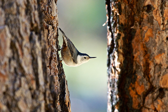 White-breasted Nuthatch