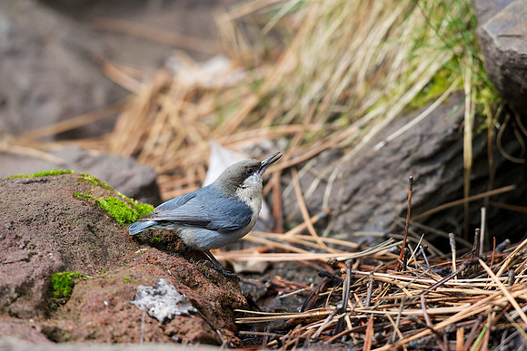 Pygmy Nuthatch