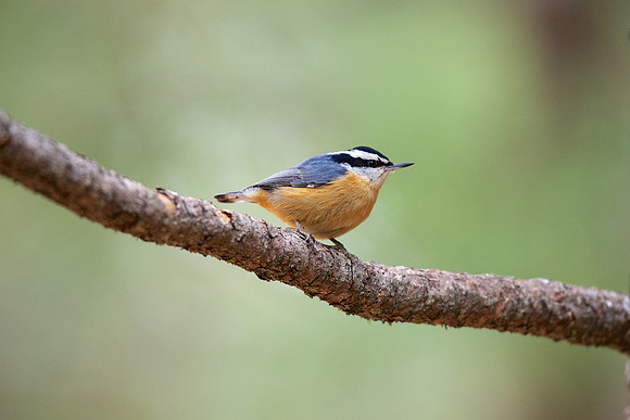 Red-breasted Nuthatch