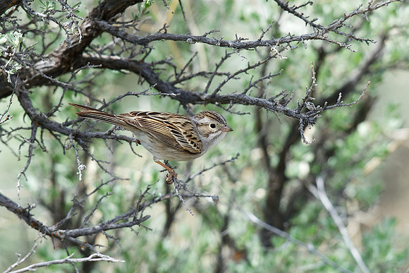 Vesper Sparrow