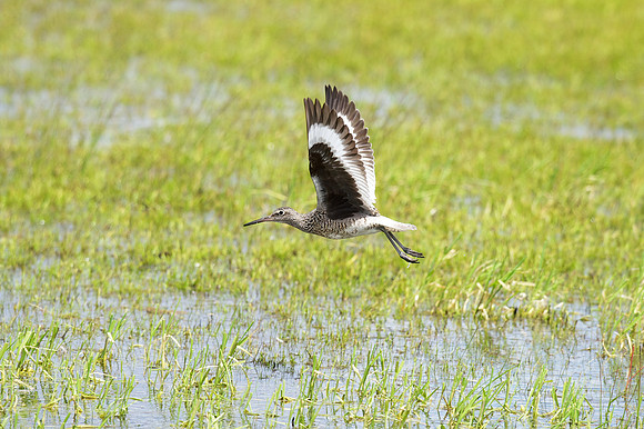 Willet