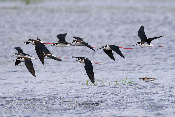 Black-necked Stilt in the company of a Wilson's Phalarope