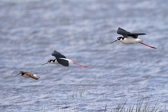 Black-necked Stilt in the company of a Wilson's Phalarope