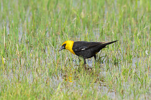 Yellow-headed Blackbird