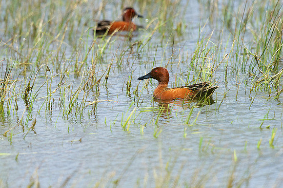 Cinnamon Teal