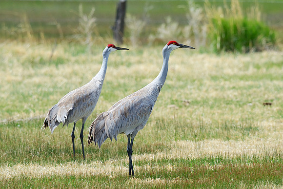 Sandhill Crane