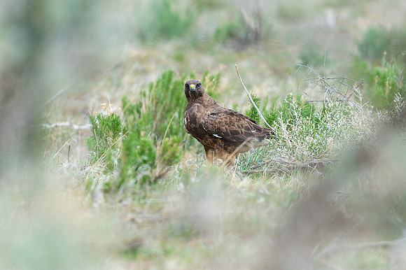 Swainson's Hawk