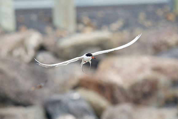 Forster's Tern